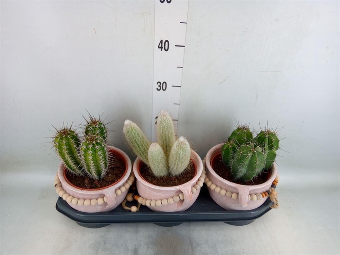 <h4>Cactus   ...</h4>