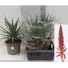 arr8 Aloe Arborescens Met Bloem