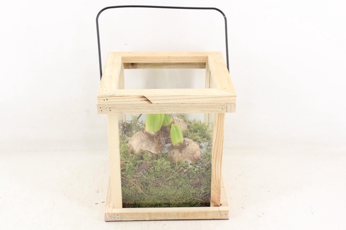 <h4>arr4 Hyacint PL - Hout lantaarn</h4>