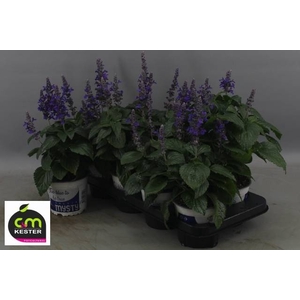 SALVIA MYS SPIRES BL
