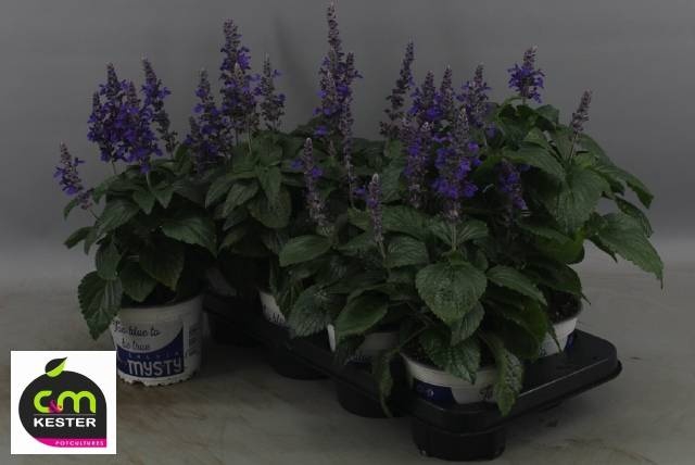 <h4>SALVIA MYS SPIRES BL</h4>