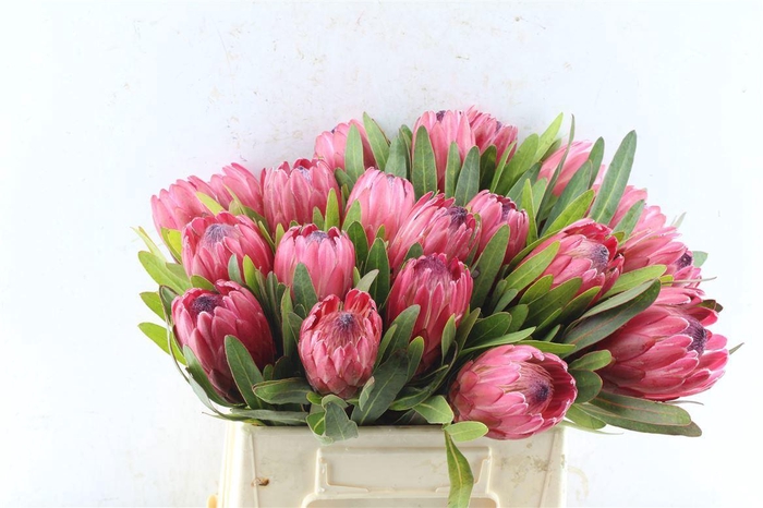 <h4>PROTEA RED ICE</h4>