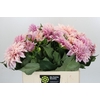 Dahlia Cafe Au Lait