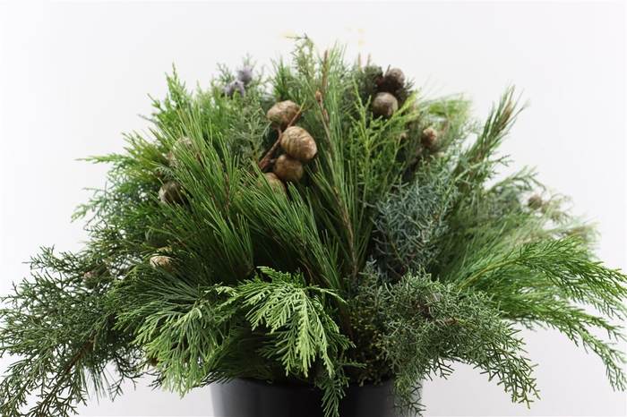 <h4>Bq Kerstgroen Pbs</h4>