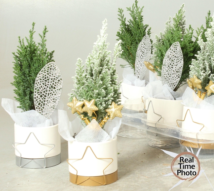 <h4>CHAM L ELLWOODII</h4>