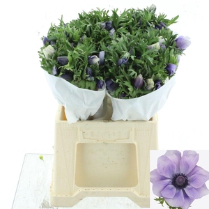 ANEM CO MIS + AZZURR