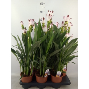 Curcuma   ...