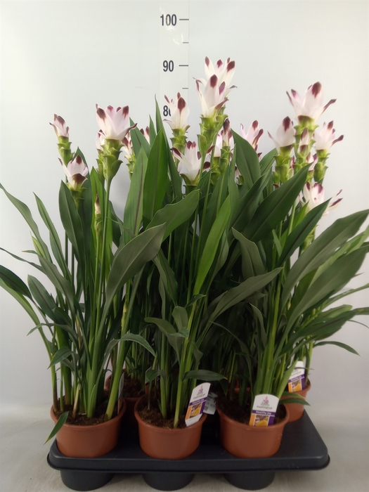 <h4>Curcuma   ...</h4>