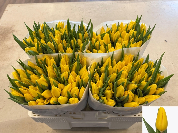 <h4>TU EN STRONG GOLD</h4>