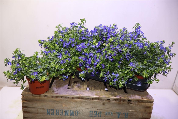 <h4>Lobe Richardii</h4>