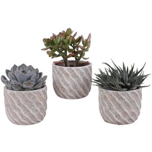 Succulenten mix Ø12cm in Ø15cm Ceramic NT668