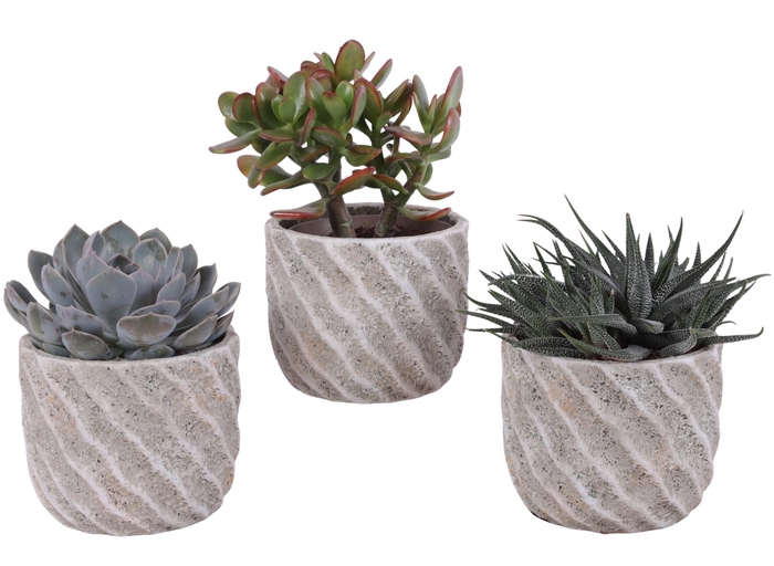 <h4>Succulenten mix Ø12cm in Ø15cm Ceramic NT668</h4>