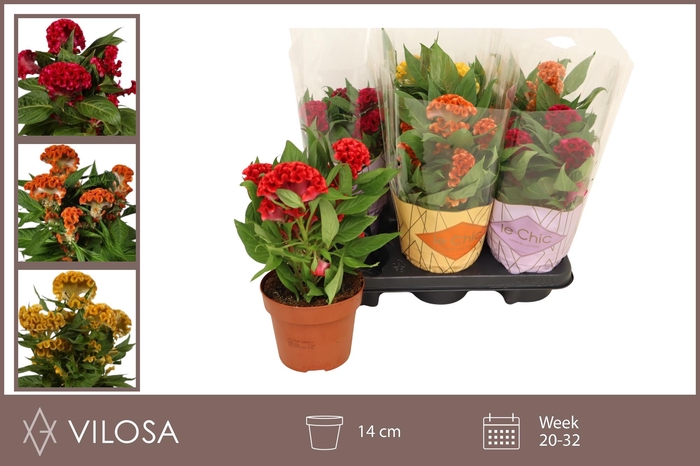 <h4>CEL CR TWIST GEM</h4>