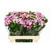 Dianthus Br Amazon Rose Magic