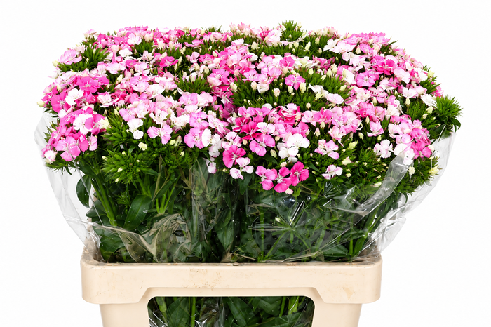 <h4>Dianthus Br Amazon Rose Magic</h4>