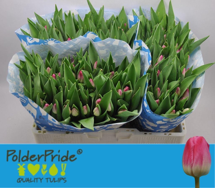 <h4>Tulipa si pink stone</h4>