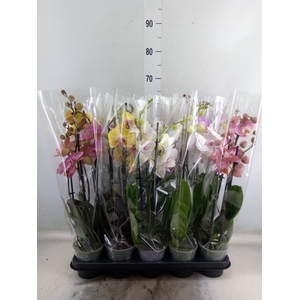 Phalaenopsis   ...mix  5