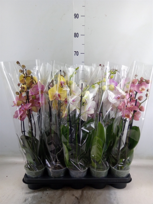 <h4>Phalaenopsis   ...mix  5</h4>