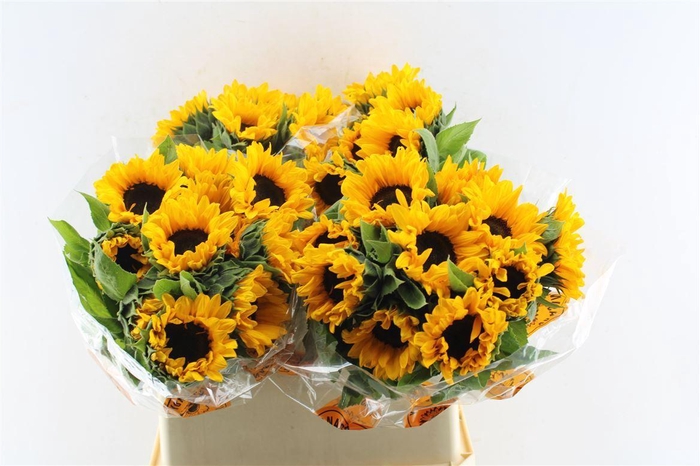 Helianthus Orange Fire