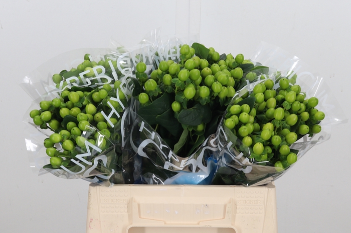 <h4>Hyp Coco Bamboo</h4>