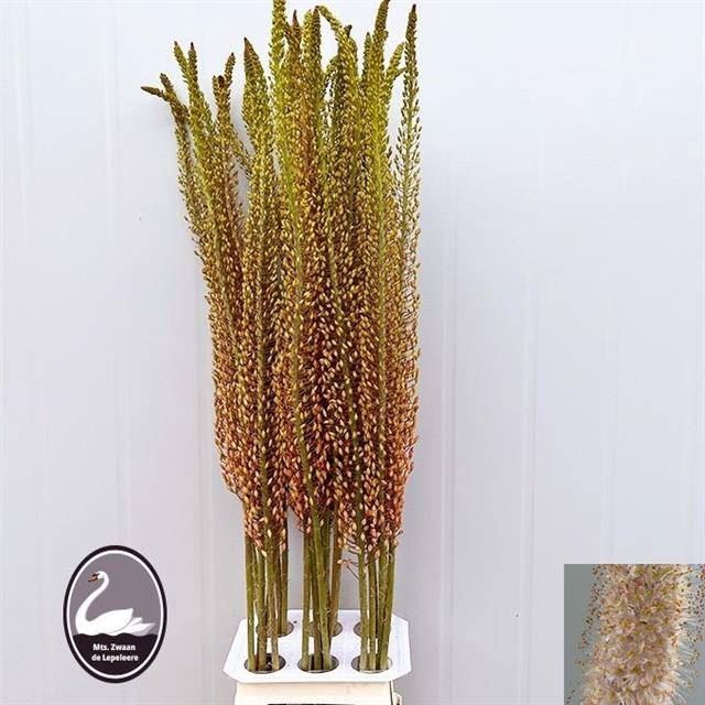 <h4>Eremurus  'Romance'</h4>