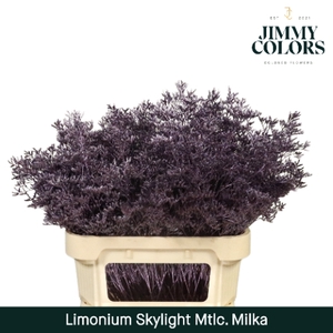 Limonium Skylight L70 Mtlc. Milka