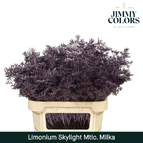 <h4>Limonium Skylight L70 Mtlc. Milka</h4>