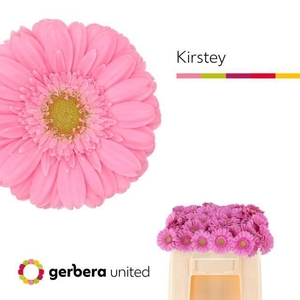 GE MI KIRSTEY