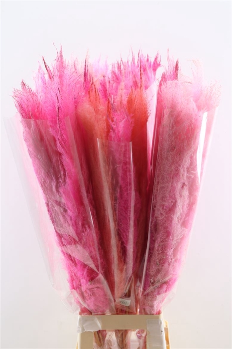 Dried Cortaderia Dadang Soft Pink 100cm P Stem