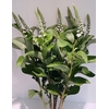 Lysimachia 'Elisabeth'