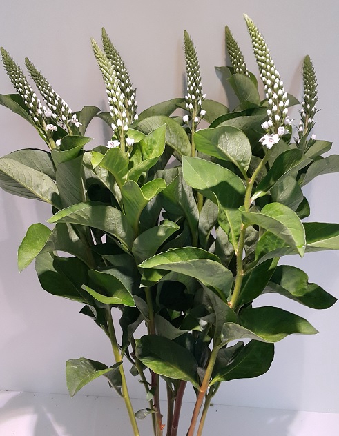 Lysimachia 'Elisabeth'