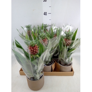 Ananas  'Rosita'