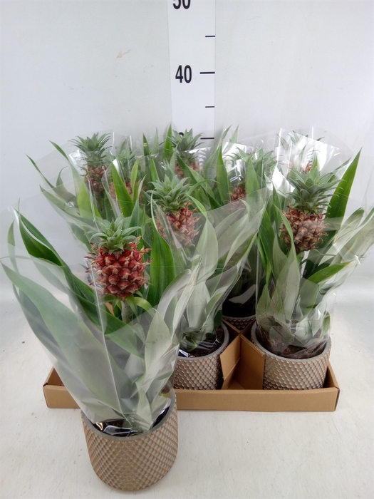 <h4>Ananas  'Rosita'</h4>