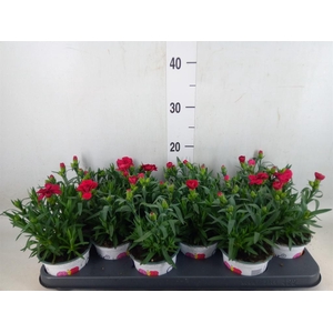 Dianthus  'Oscar Red'