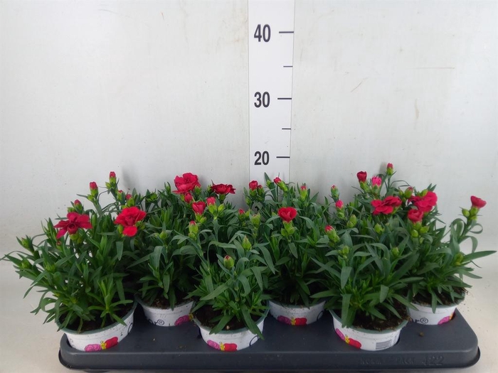 <h4>Dianthus  'Oscar Red'</h4>
