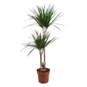 Dracaena Marginata 60-30