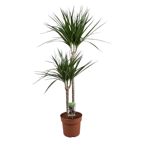 <h4>Dracaena Marginata 60-30</h4>