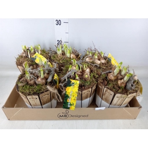 Arr.  Narcissus Tete Tete H%