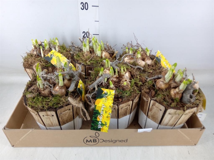 <h4>Arr.  Narcissus Tete Tete H%</h4>