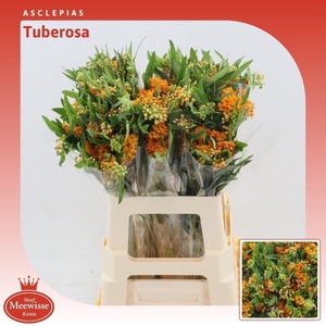 Asclepias Tuberosa