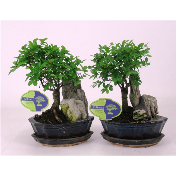 <h4>Zelkova parviflora, 16cm., with rock, with driptray</h4>