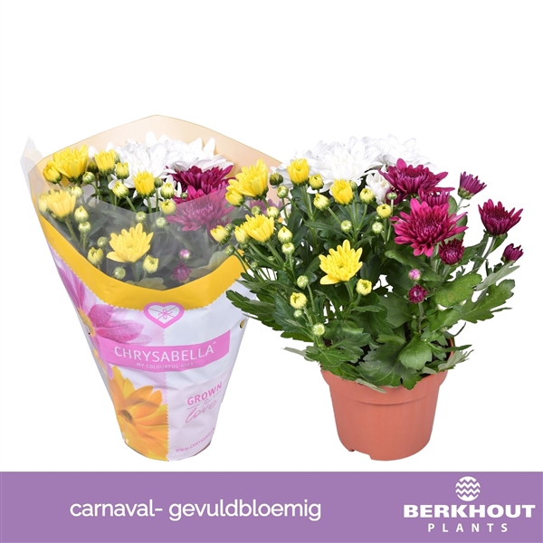 <h4>Chrysanthemum Indicum Grp  Carnaval Double</h4>