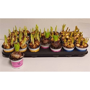 BOLBLOEMEN GEM stock