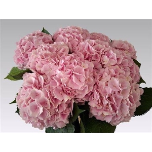 Hydr M Ch Verena Rose 65 Cm