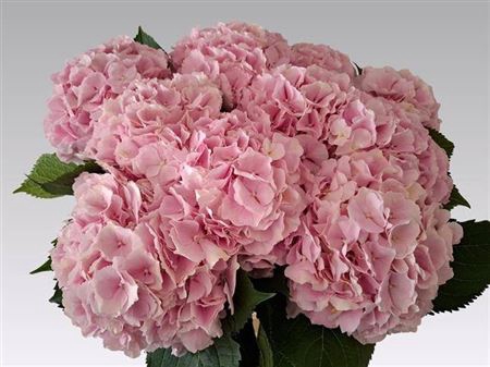 <h4>Hydr M Ch Verena Rose 65 Cm</h4>