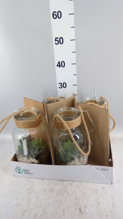<h4>Arr.   Kamerplant Groen L%</h4>