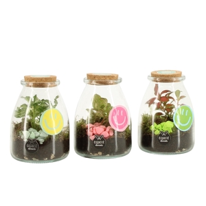 31615: Love school terrarium