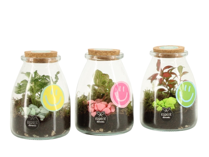 <h4>31615: Love school terrarium</h4>