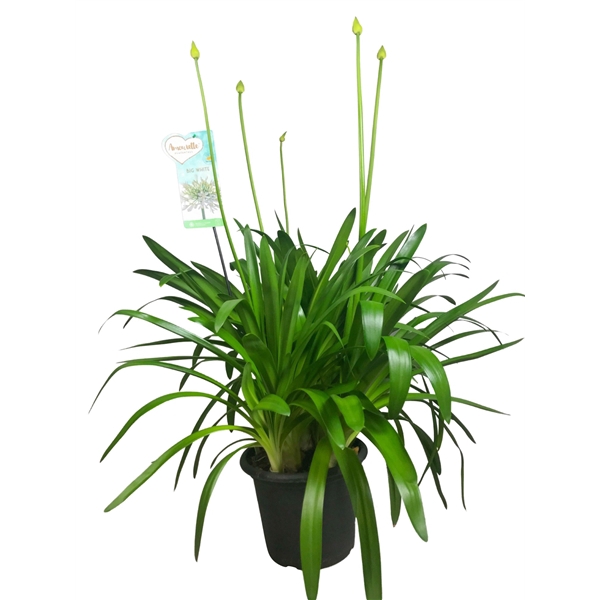 <h4>Agapanthus Big White, 4-5 takken</h4>