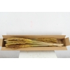 DF Pampas Silvy O.Yellow
